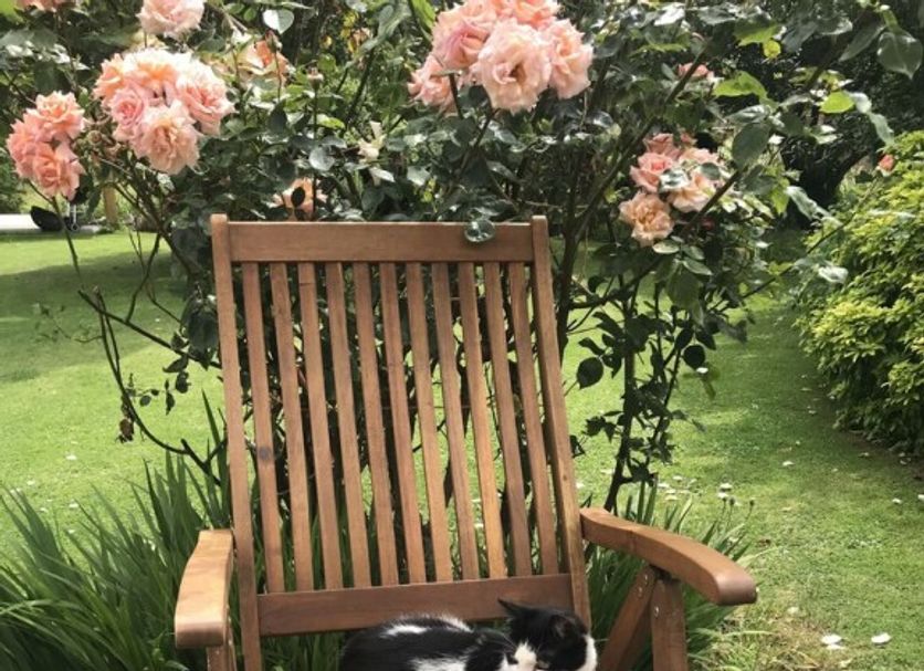 Patio Photo