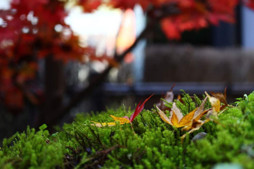 Outdoor view